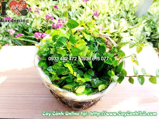 Chăm sóc cây trâu cổ 15cm – đất trồng, tưới nước, ánh sáng