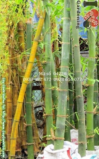 Cây tre măng cao 2m tại vườn ILG