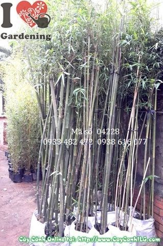 Cây trúc cần câu cao 1,8m Ms 04228 - ILG
