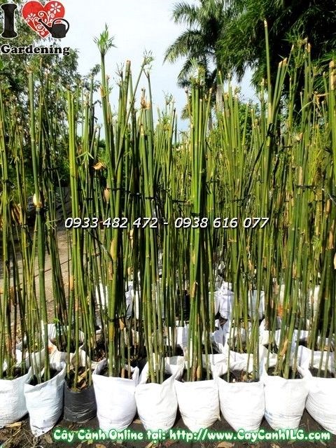 Chi tiết thân và đốt cây trúc cần câu cao 2m