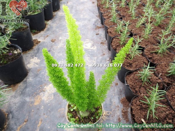 Cây trúc đuôi chồn phát triển đẹp - lộ trình tăng trưởng