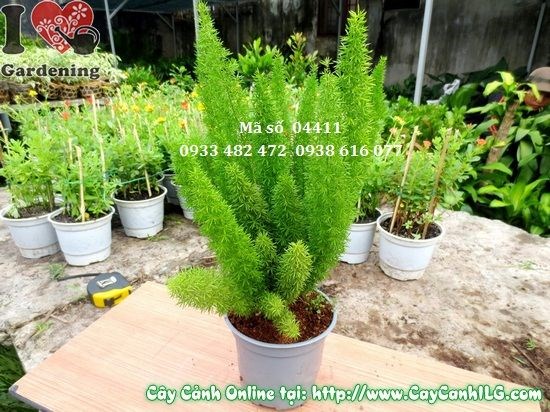 Cây trúc đuôi chồn cao 30cm - dáng cây thanh thoát, lá xanh mướt