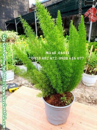 Cây trúc đuôi chồn trang trí nội thất - phong thủy tốt lành