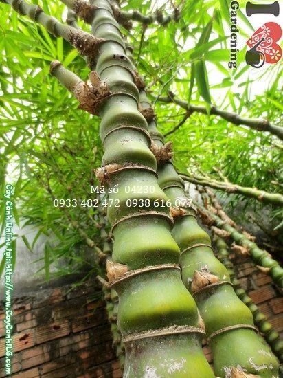 Cây trúc quan âm bụi cao 1,2m – phù hợp trang trí sân vườn, khuôn viên