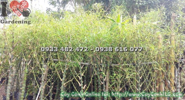 Cây Trúc Quan Âm lớn cao 1,6m bụi dày xanh tươi
