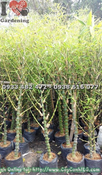 Trúc Quan Âm lớn tại vườn ILG TP.HCM