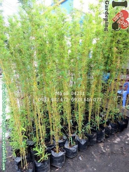 Cây trúc quân tử cao 1,6m dáng thanh thoát trang trí sân vườn