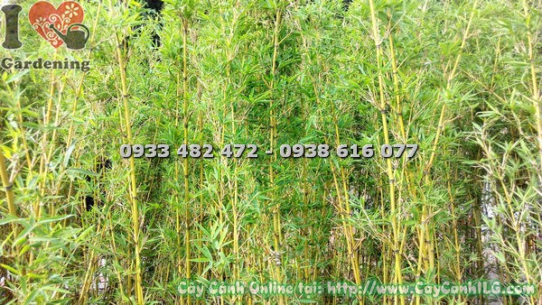 Hàng trúc quân tử cao 1,6m xanh mướt tạo cảnh quan đẹp