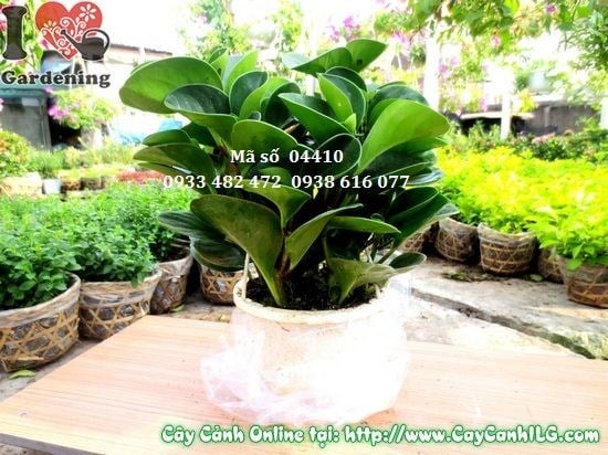 Cây trường sinh cao 30cm - lá xanh mướt, sức sống mạnh mẽ