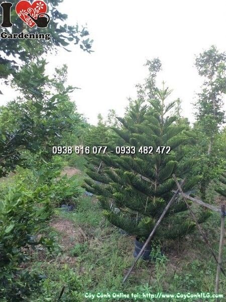 Cây tùng bách tán 2m2 - tán lá xanh dày đặc