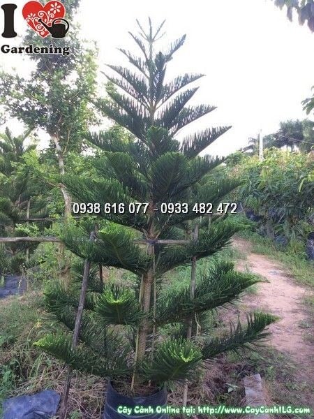 Cây tùng bách tán nhìn từ nhiều góc độ