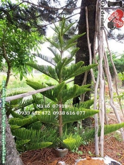 Cây tùng bách tán cao 2m dáng tháp đặc trưng – Ms 07918