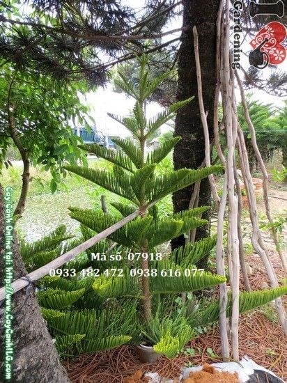 Cây tùng bách tán 2m tầng cành cân đối – ILG cung cấp sỉ lẻ