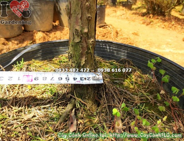 Cây Tùng Búp giống khỏe mạnh từ vườn ILG
