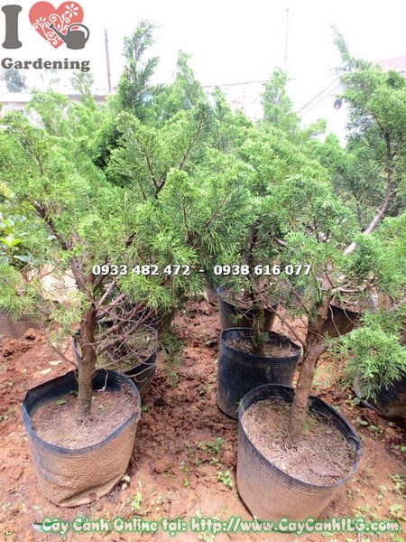 Cây Tùng Búp khỏe mạnh không sâu bệnh tại ILG