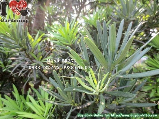 Cây Tùng La Hán Cắt Tháp cao 3,5m - cây cảnh công trình uy nghi