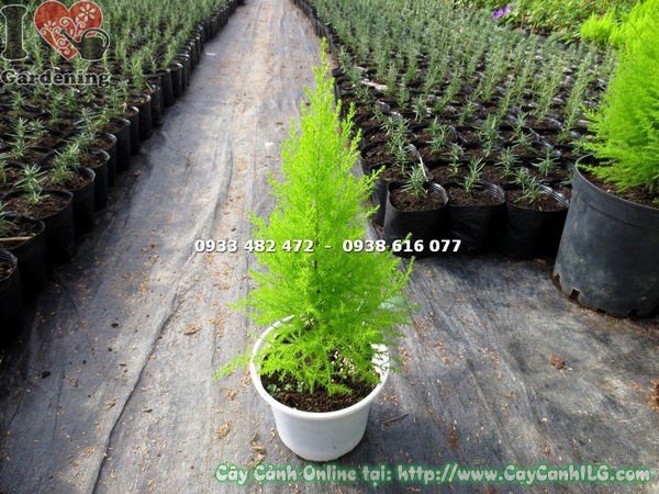 lá và cành cây tùng thơm cao 40cm
