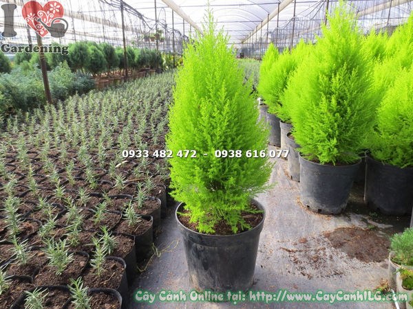 Cây tùng thơm được cắt tỉa tạo dáng đẹp