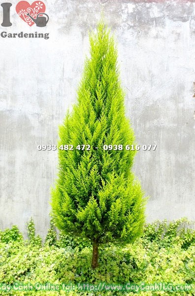 thân và lá cây tùng thơm gốc lớn 1.2m ms 13587