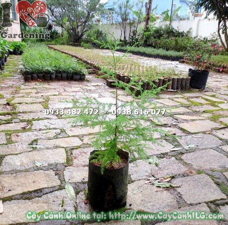 Cây tùng thơm rừng giống 50cm – lá xanh lục pha vàng, cành nhánh dày
