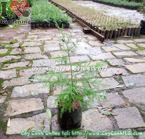 Cây tùng thơm rừng giống 50cm – dáng chóp tháp đặc trưng