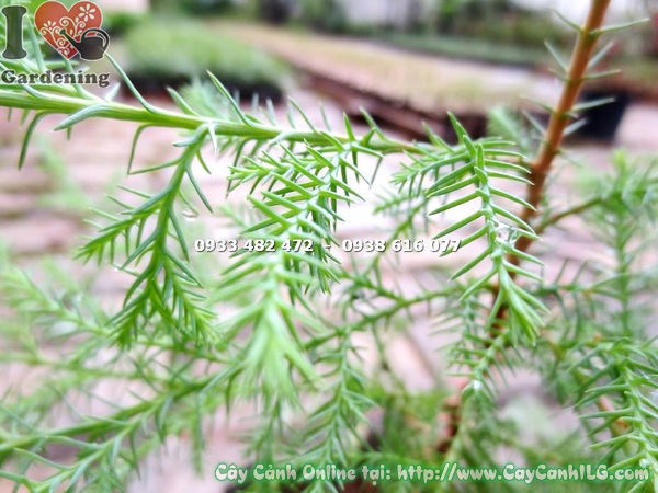 Cây tùng thơm rừng giống 50cm – lá dạng kim, tinh dầu thơm tự nhiên