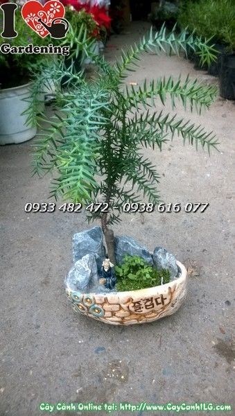 Đặc điểm lá và thân cây tùng tiểu cảnh