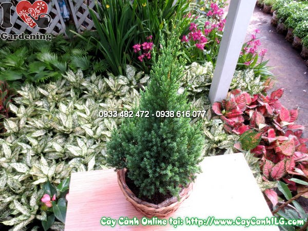 Cây tùng xà cao 40cm – cây khỏe mạnh, không sâu bệnh