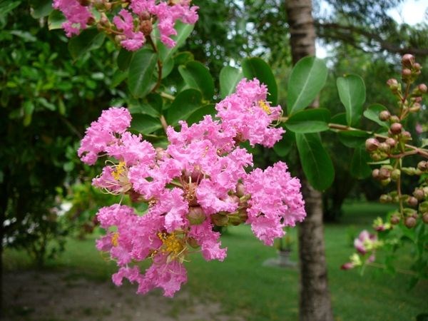 Chi tiết hoa tường vi đỏ tươi đẹp