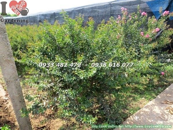 Tán tròn cây tường vi hoa đỏ 1m2 trồng cảnh quan