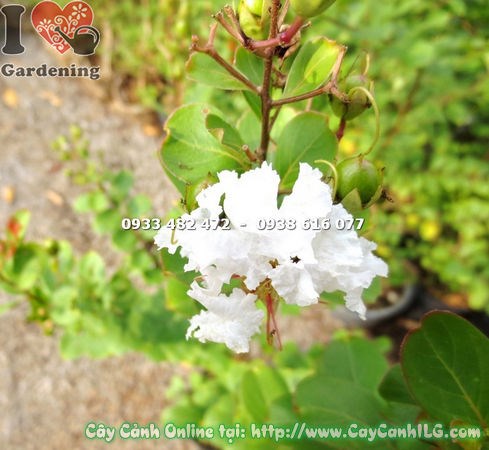 Hoa tường vi trắng nở chùm – cây cảnh đẹp sân vườn