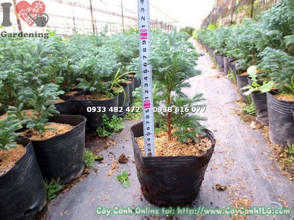 Cây tuyết tùng nhỏ 20cm chăm sóc tại nhà