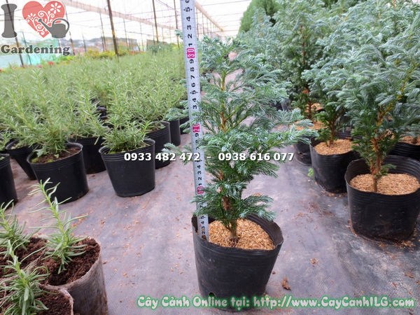 cây tuyết tùng 30cm chăm sóc đúng kỹ thuật dáng đẹp