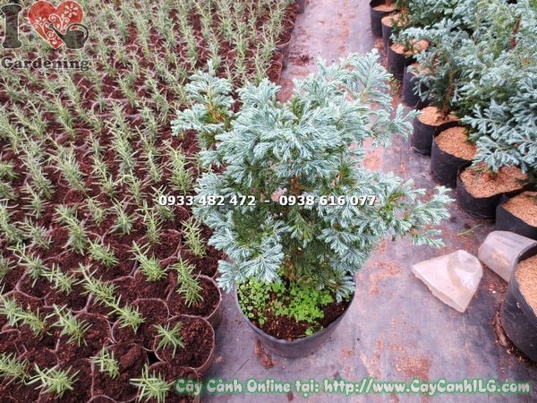 Lộ trình phát triển cây tuyết tùng nhật cao 40cm