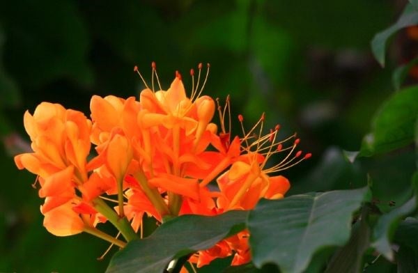 hoa vàng anh nở rực rỡ màu cam vàng – cây cao 3m ILG