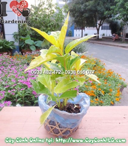 Cây vàng bạc cao 25cm lá màu xanh vàng rực rỡ - Ms 11984
