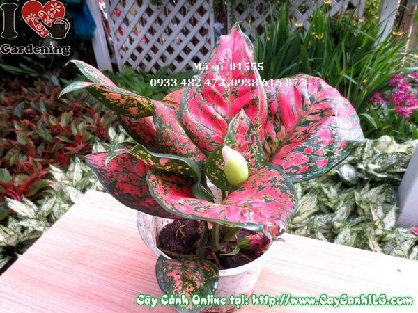 Bộ lá đặc trưng của cây vạn lộc