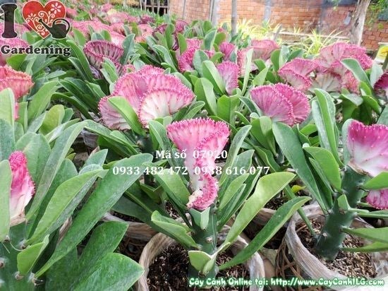 Cây vạn lý trường thành 20cm trồng chậu trang trí không gian nội ngoại thất