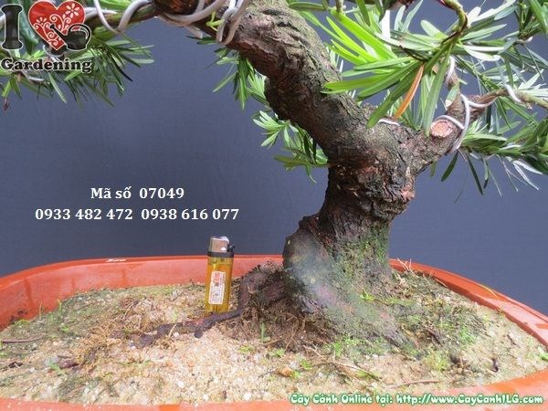Ý nghĩa phong thủy cây vạn niên tùng bonsai chậu sứ Trung Quốc