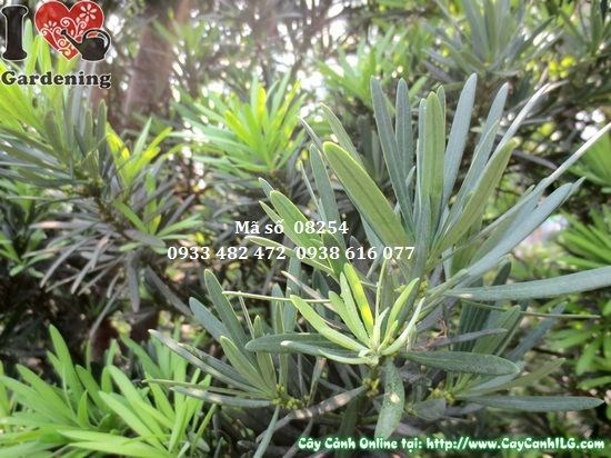 Cây vạn niên tùng 2m lá kim xanh đặc trưng cắt tỉa đẹp