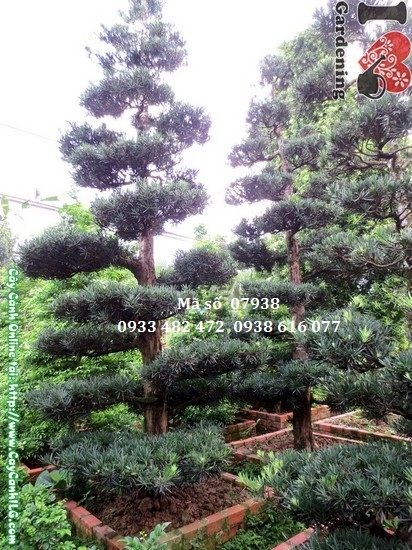 Cây vạn niên tùng cắt tầng cổ thụ cao 4,5m hoành 60cm Ms 07938