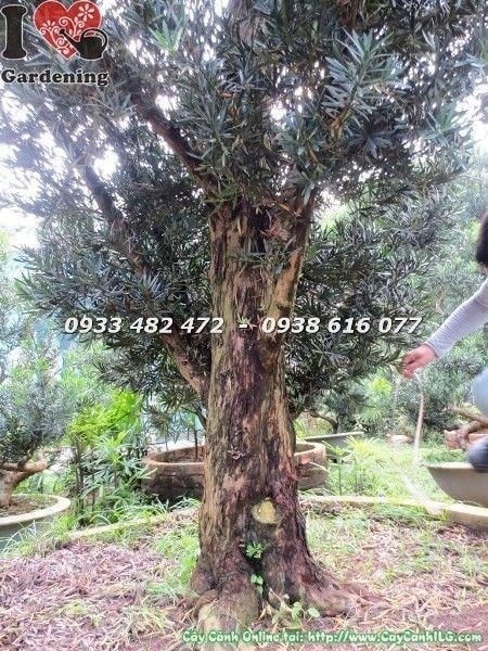 Cây vạn niên tùng cổ thụ số 6 hoành 90cm - bộ gốc hoành tráng