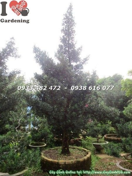 Cây vạn niên tùng cổ thụ số 6 hoành 90cm - bộ rễ và gốc cây đẹp