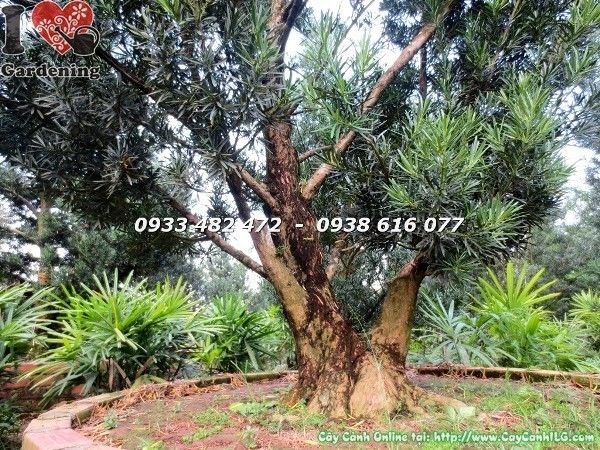 Tán lá xanh tươi Cây Vạn Niên Tùng Cổ Thụ Số 7 Hoành 95cm