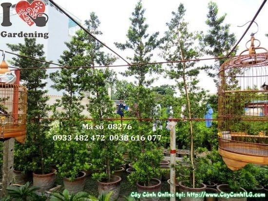 Cây Vạn Niên Tùng Đài Loan Tháp cao 4m – điểm nhấn cảnh quan công trình