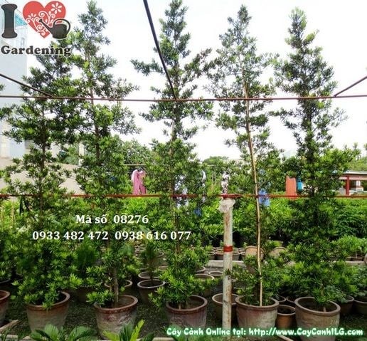 Cây Vạn Niên Tùng Đài Loan Tháp 4m tán hình tháp xanh quanh năm