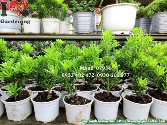 Cây Vạn Niên Tùng Kim Cương giống đẹp chuẩn vườn ILG
