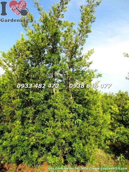 Cây vạn niên tùng Đài Loan tán tự nhiên trưởng thành - cảnh quan đẹp