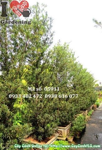 Cây Vạn Niên Tùng Tháp cao 4m dáng đẹp, tán xanh mướt tại vườn ILG