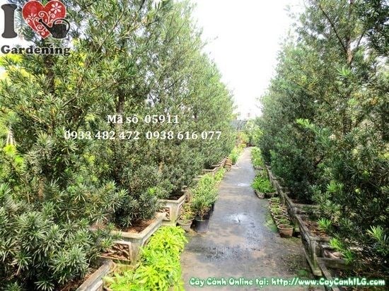 Cây vạn niên tùng tháp khỏe mạnh, lá xanh đậm bóng tại vườn ILG